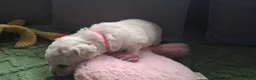 Bichon Frise dogs for sale: Dogs for sale  - Advert 15