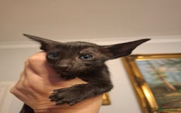 Oriental cats for sale: Stunning oriental kittens  - Image 7