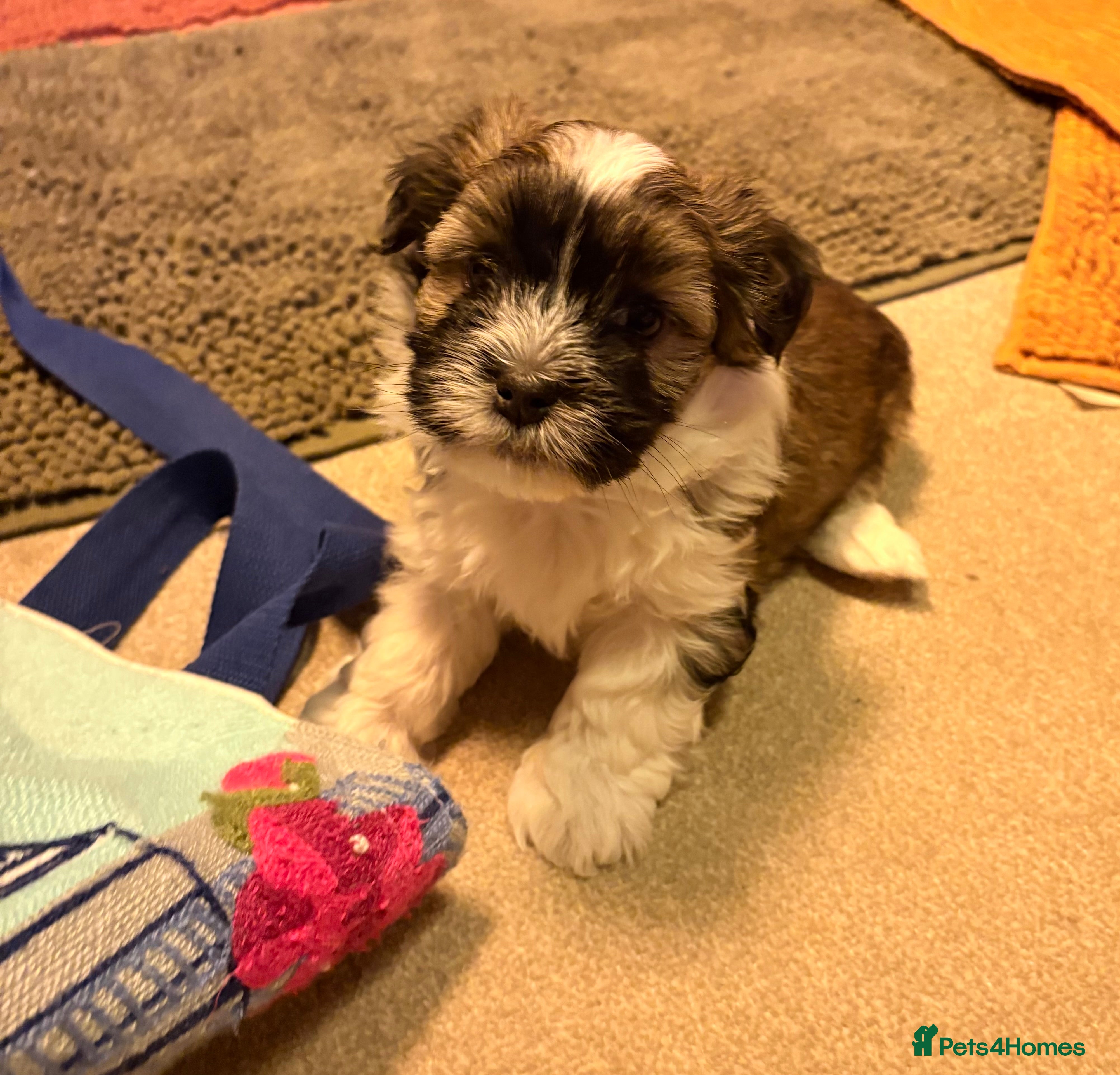 Havanese dogs Gorgeous Havanese Puppies  - Advert 2