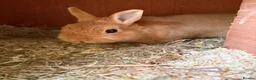 Netherland Dwarf rabbits for sale: Netherland Dwarf Kits  - Advert 4