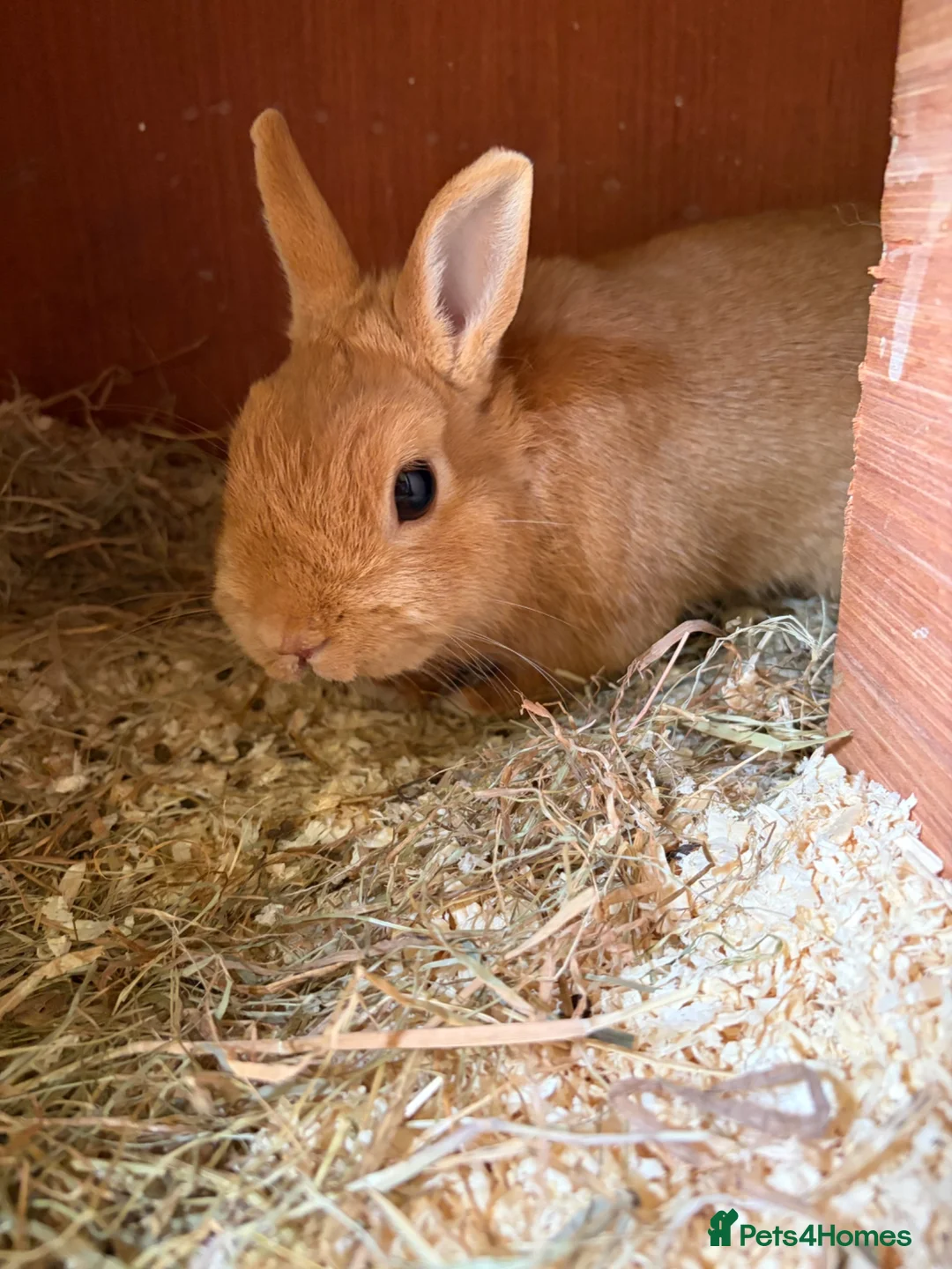 Netherland Dwarf rabbits for sale: Netherland Dwarf Kits  - Advert 4