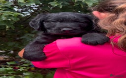 Labradoodle dogs for sale: Fantastic Labradoodle Puppies  - Image 4