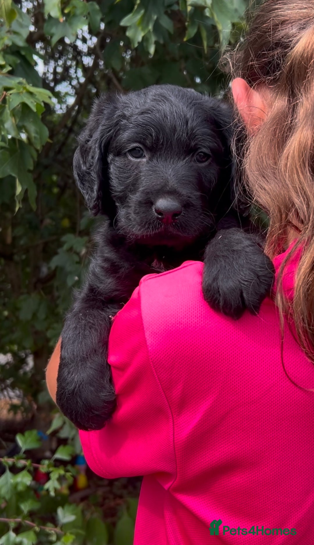 Labradoodle dogs for sale: Fantastic Labradoodle Puppies  - Image 4