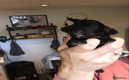 Cavapoo dogs for sale: Toy cavapoo WAITING LIST now open - Image 14