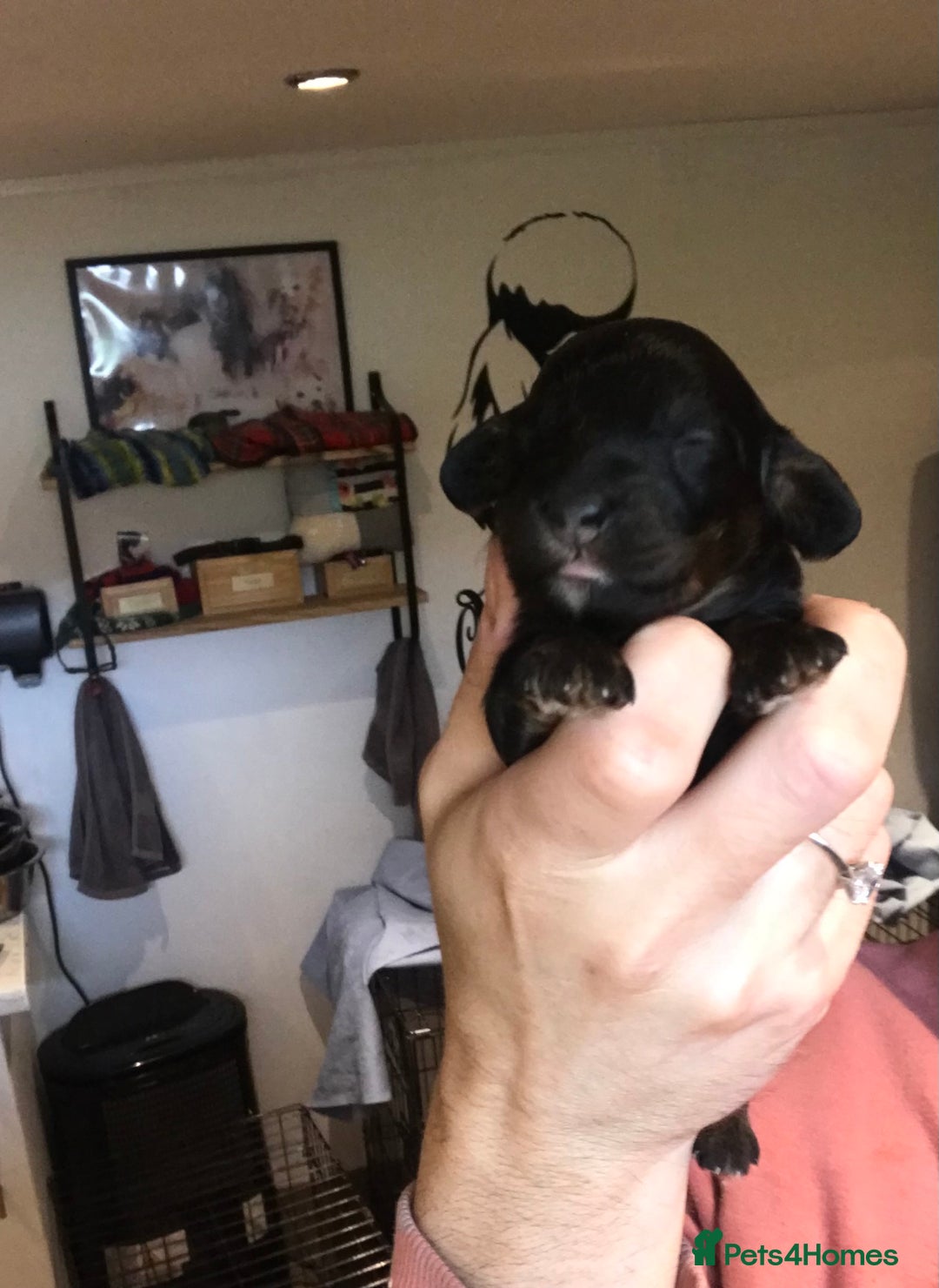 Cavapoo dogs for sale: Toy cavapoo WAITING LIST now open - Image 14