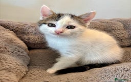 Mixed Breed cats for sale: White and tabby/white and black kittens - Image 6