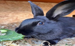 English rabbits for sale: New Zealand X English boy **READY NOW** - Image 4