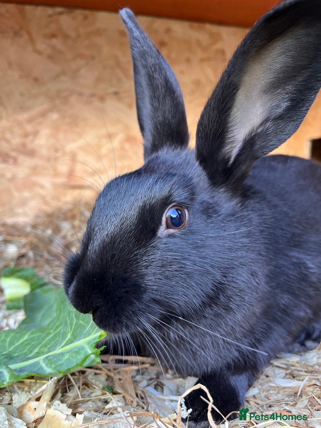 English rabbits for sale: New Zealand X English boy **READY NOW** - Image 4