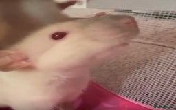 Rat rodents for sale: 3 adorable male Dumbo Rats - Image 6