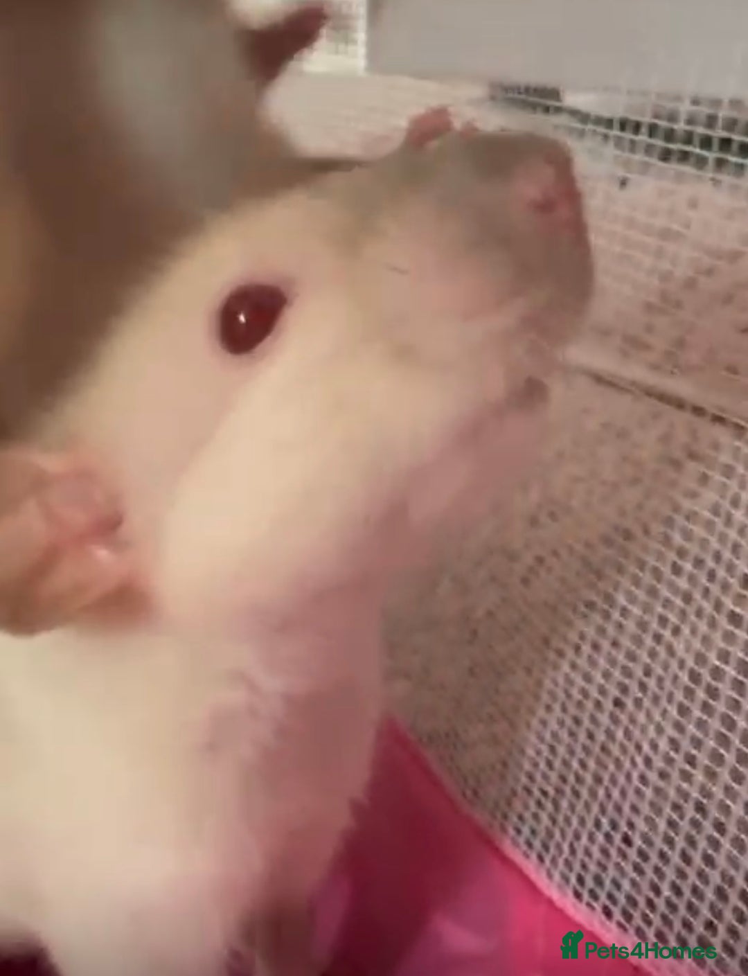 Rat rodents for sale: 3 adorable male Dumbo Rats - Image 6