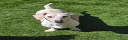Miniature Dachshund dogs for sale: KC Cream Piebald  - Advert 3