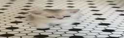 Scottish Fold cats for sale: 4 x SILVER CHINCHILLA SCOTTISH FOLD/STRAIGHT - Advert 8