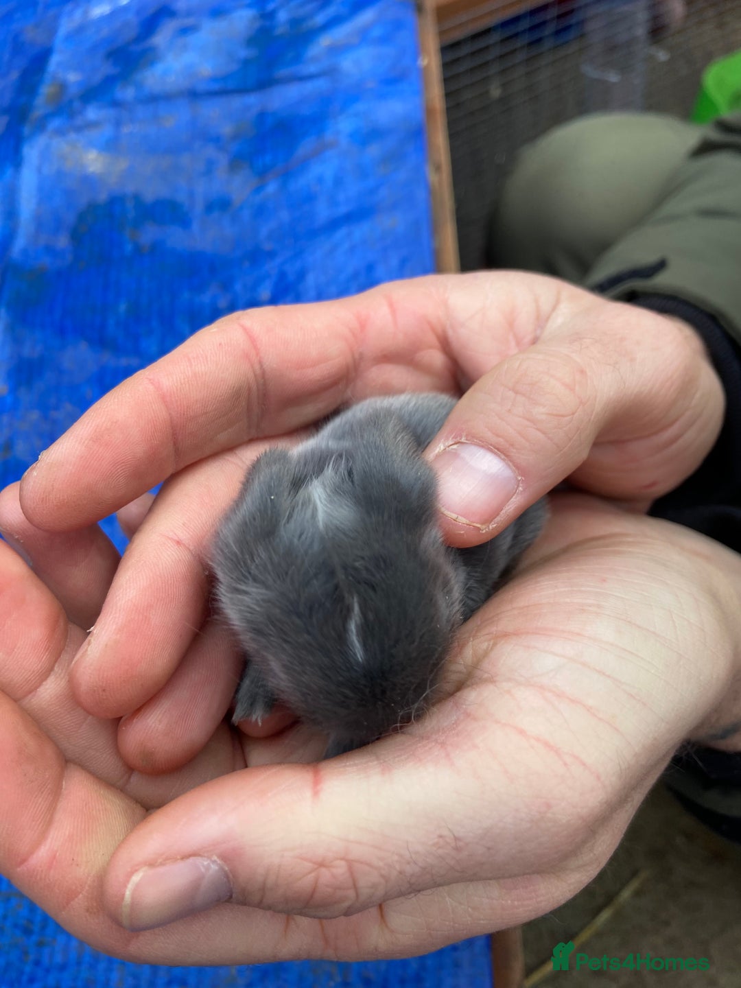 Mini Lop rabbits for sale: 🩵 blue mini lops 🩵 - Advert 8