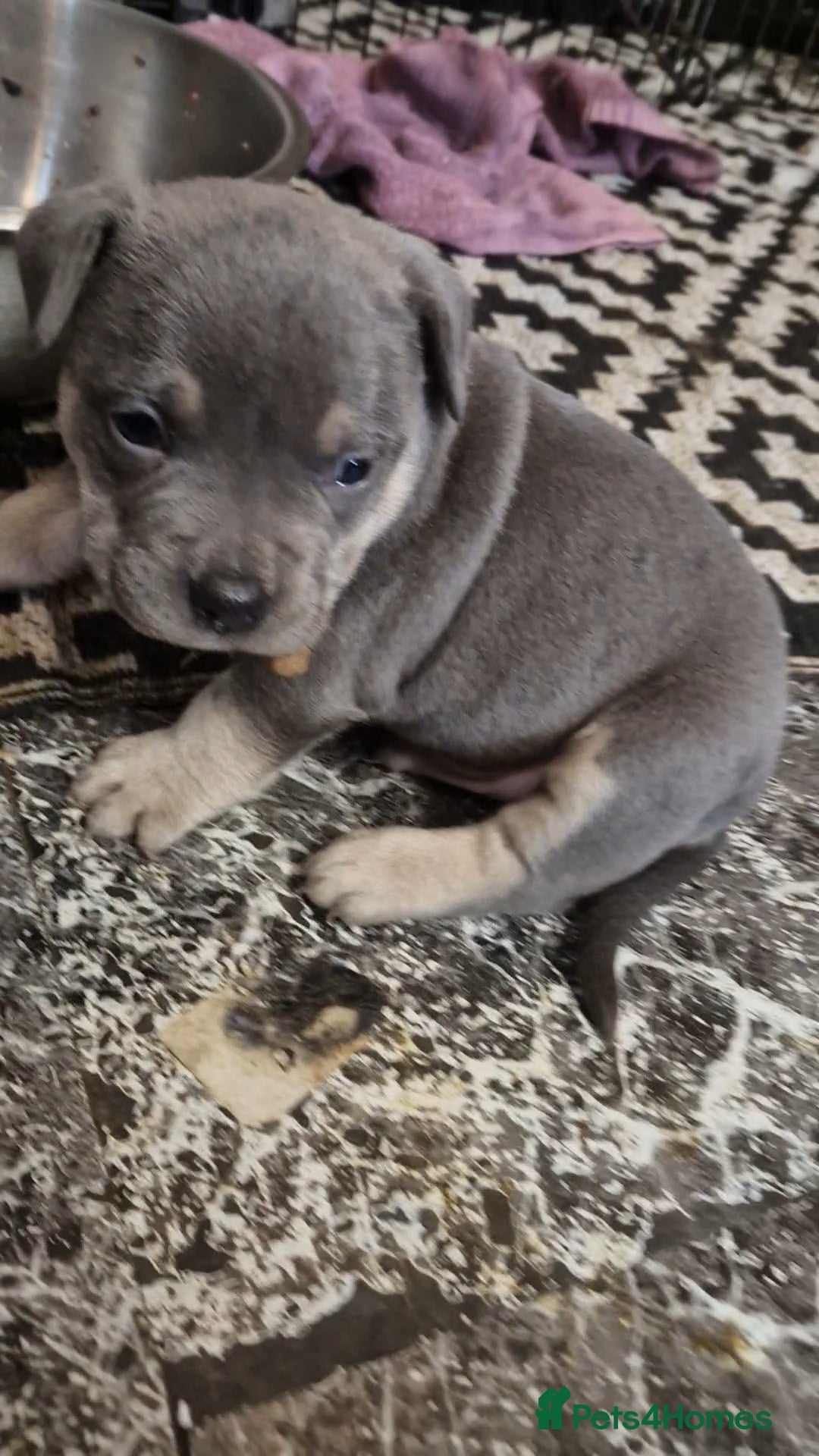 American Bully dogs for sale: Amazing 10 week old pocket bully Boy for sale  - Advert 10
