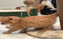 Maine Coon cats for sale: Stunning Mainecoon Kittens - Image 5