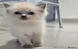 Ragdoll cats for sale: Stunning ragdoll kittens  - Image 17