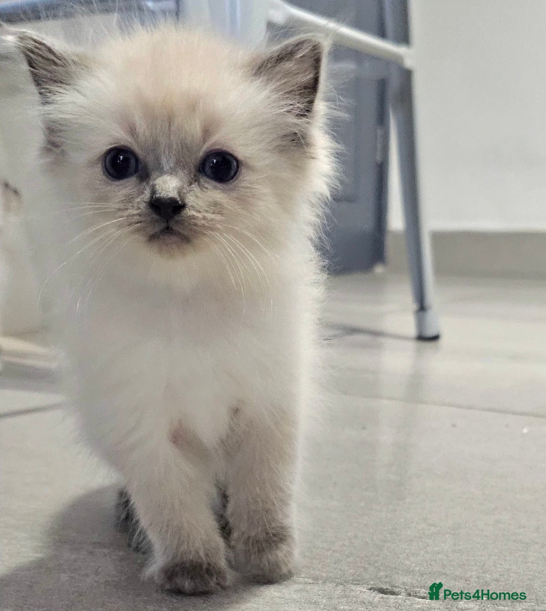 Ragdoll cats for sale: Stunning ragdoll kittens  - Image 17