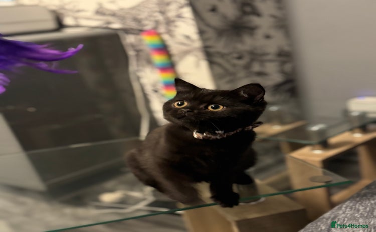 British Shorthair cats for sale - Advert 2