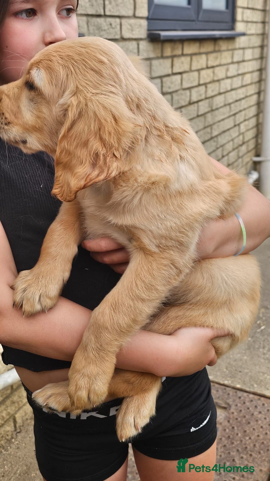 Golden Retriever dogs for sale: Golden Retriever Puppies  - Image 6