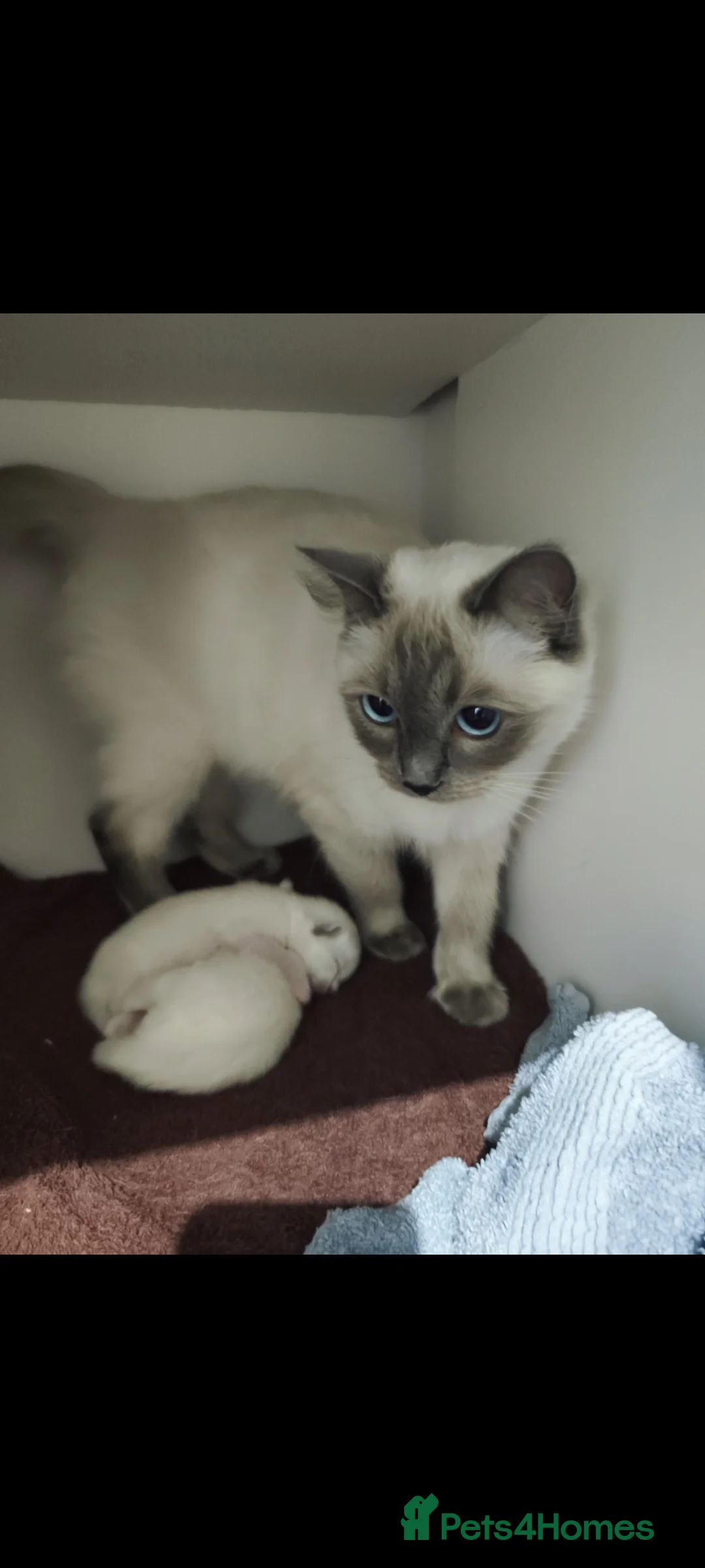 Ragdoll cats for sale: Ragdoll  - Advert 1