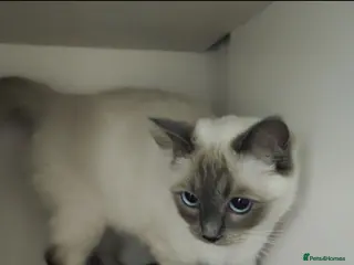 Ragdoll cats Ragdoll - Advert 4