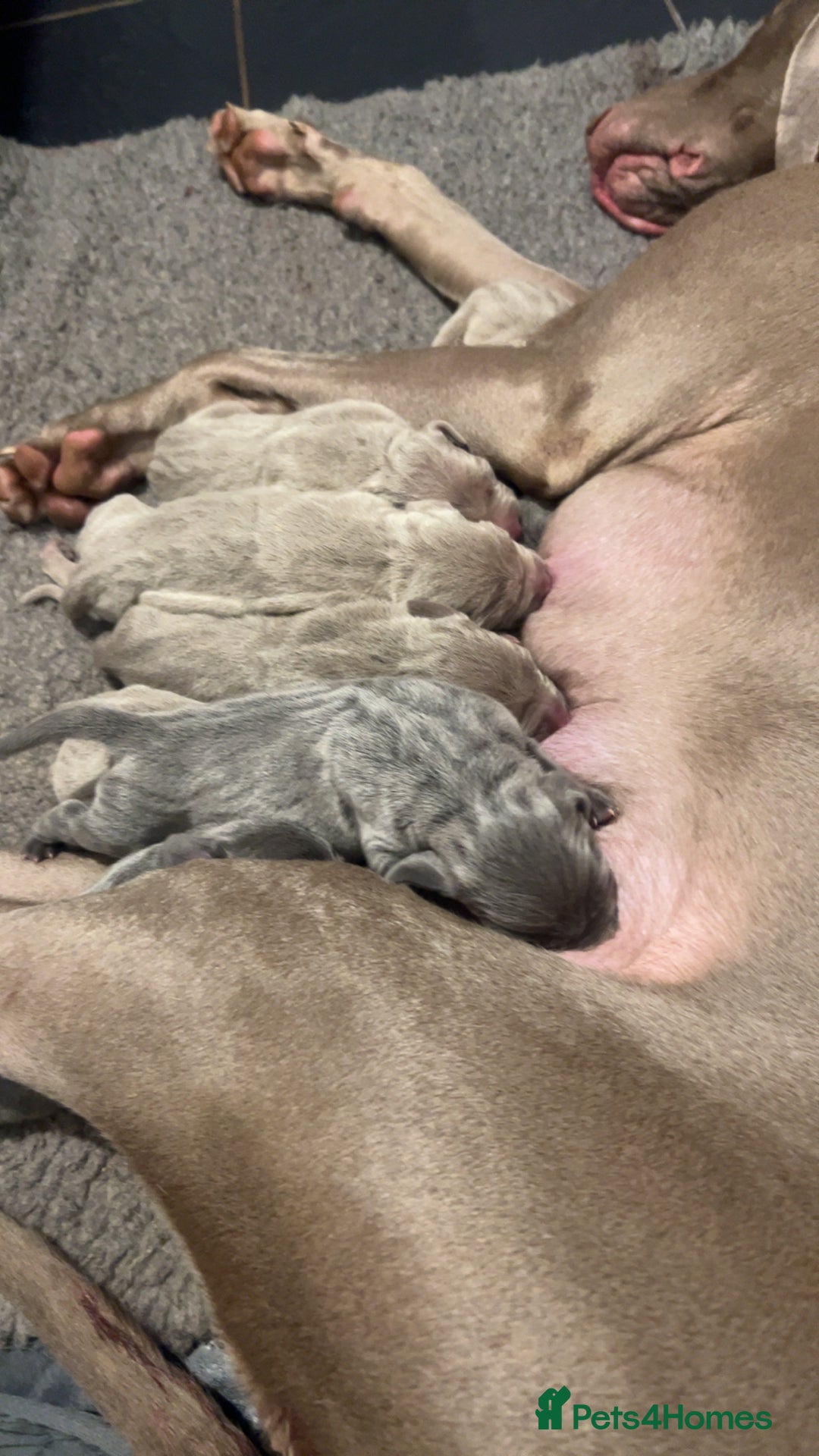 Weimaraner dogs for sale: Kc registered Weimaraner pups  - Advert 5