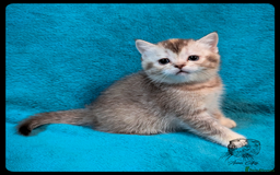 Scottish Fold cats for sale: TICA Registered Scottish kittens - Image 16