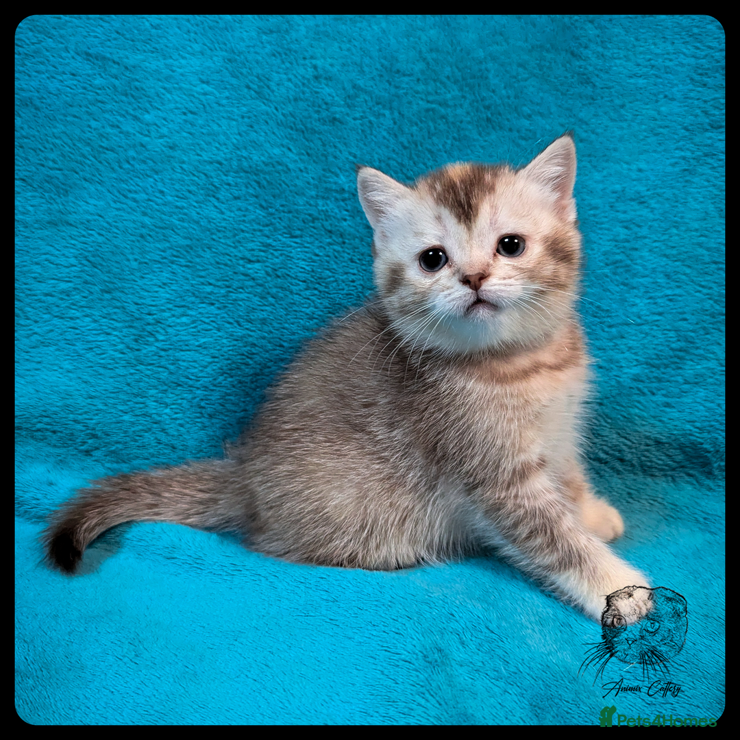 Scottish Fold cats for sale: TICA Registered Scottish kittens - Image 16