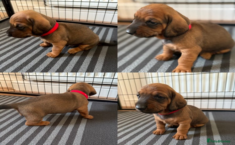 Dachshund dogs - Advert 4