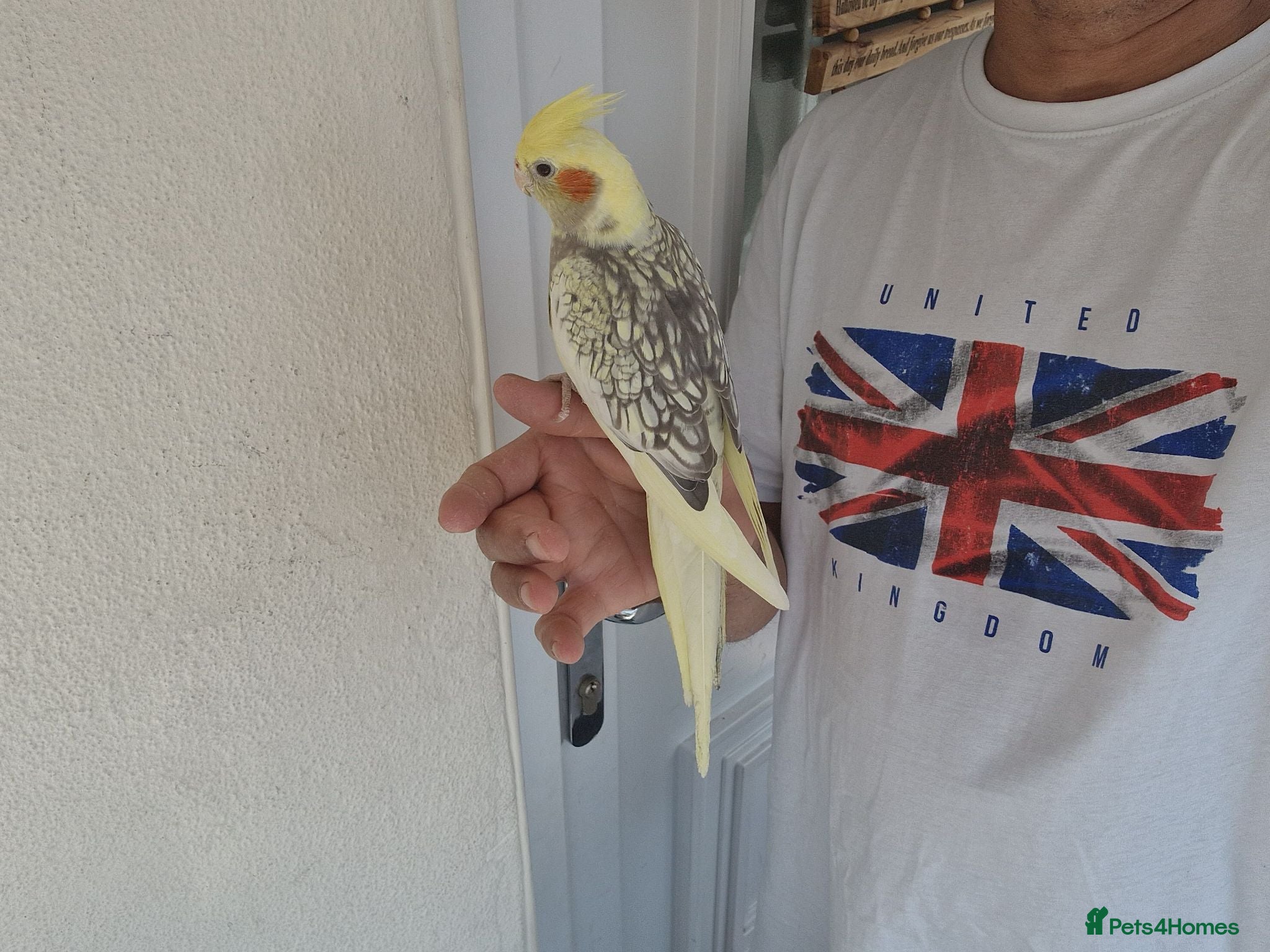 Cockatiels birds Super Silly hand tamed baby cockatiel - Advert 18