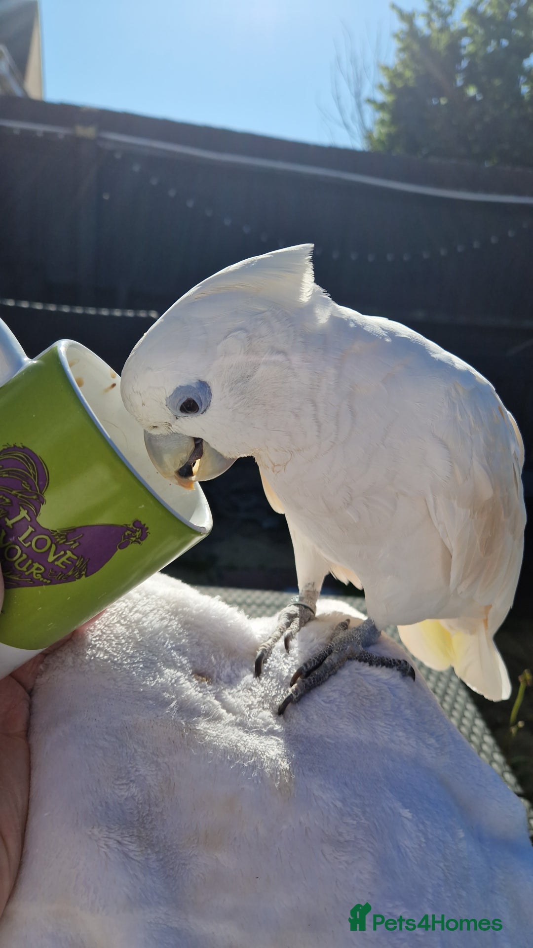 Cockatoo birds for sale: Cockatoo - Image 13