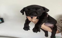Cane Corso dogs for sale: 🐾 Beautiful Cane Corso Puppies – Ready Soon! 🐾 - Image 12
