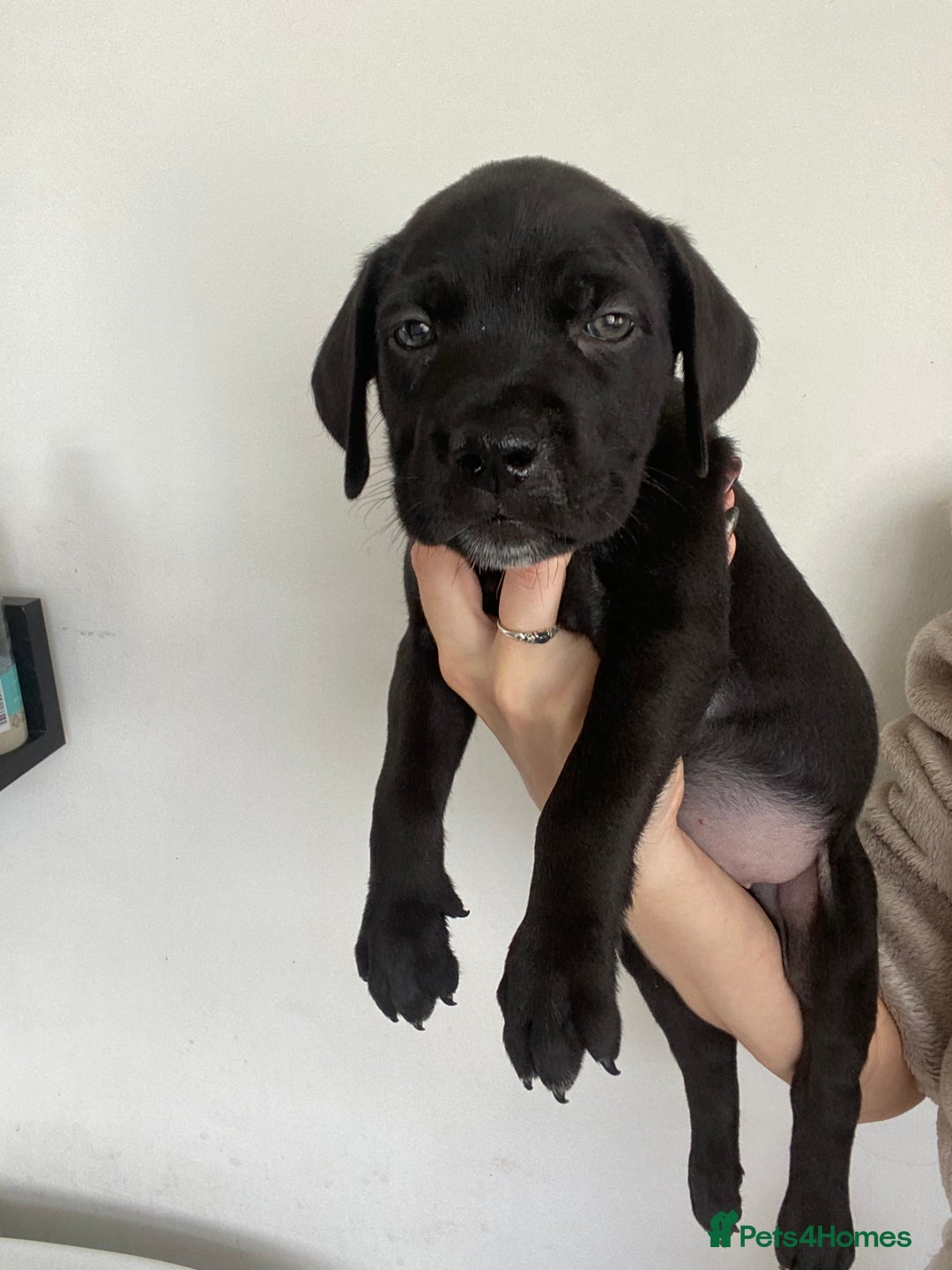 Cane Corso dogs for sale: 🐾 Beautiful Cane Corso Puppies – Ready Soon! 🐾 - Image 12