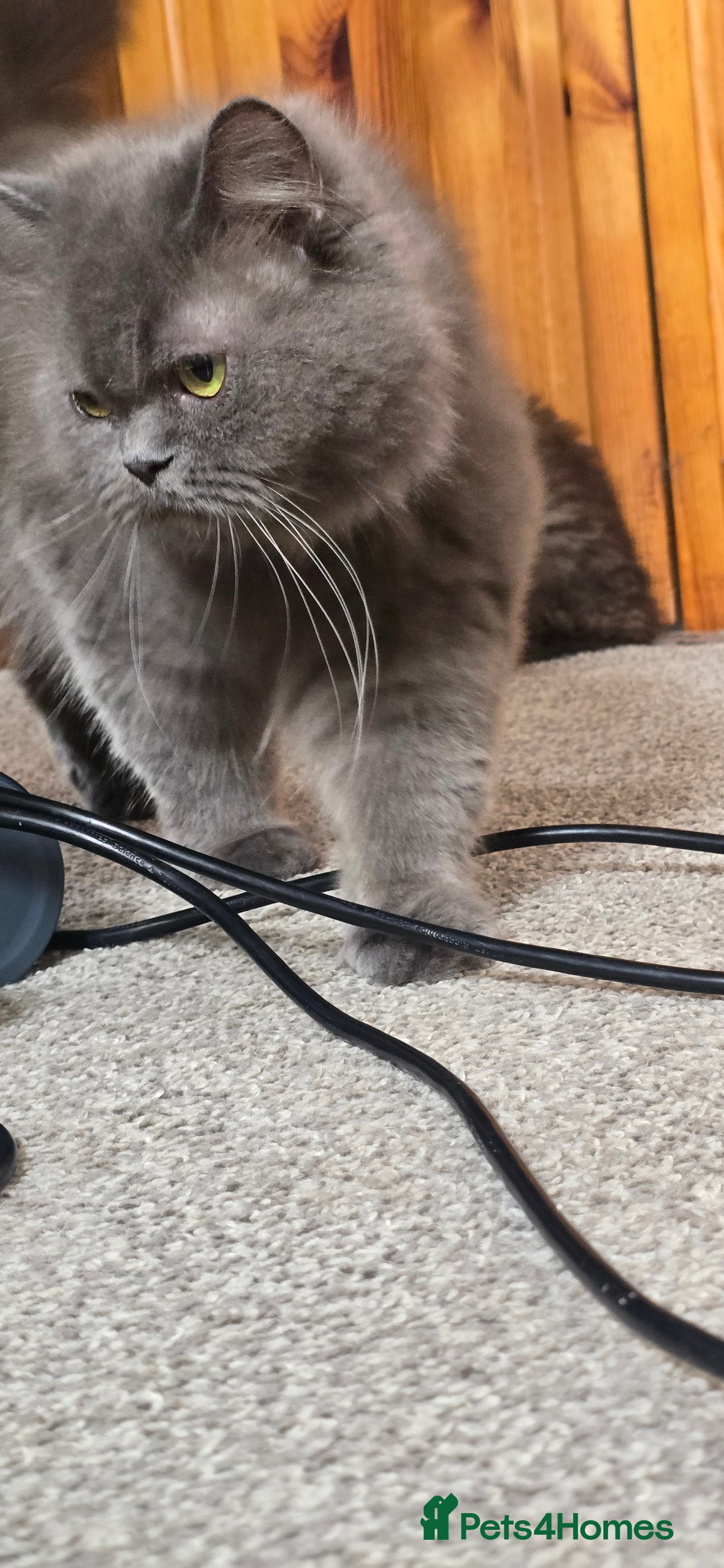 Persian cats 😸 Big persian kittens 😸  - Advert 2
