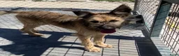 Mixed Breed dogs for adoption: Clyde, 1 yr old approx. Available for adoption. in Brixham - Advert 7