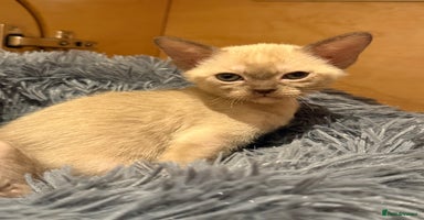 Burmese cats - Advert 5