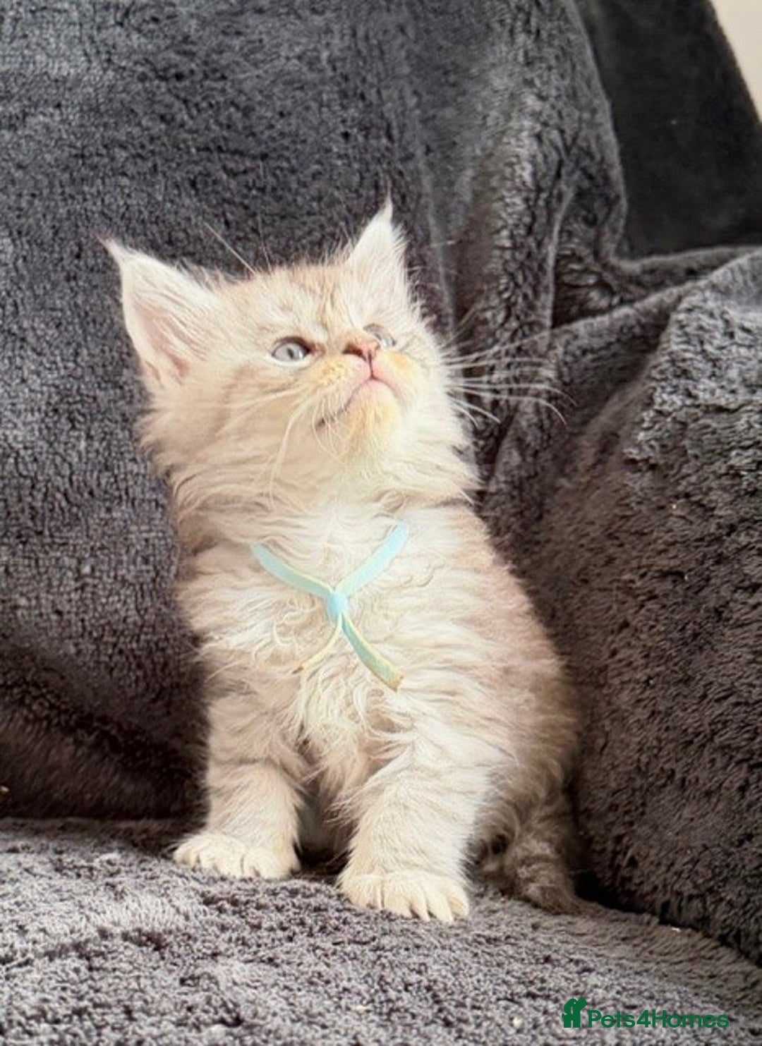 Maine Coon cats for sale: 🐾 TICA-Registered Maine Coon Kittens🐾 - Advert 4