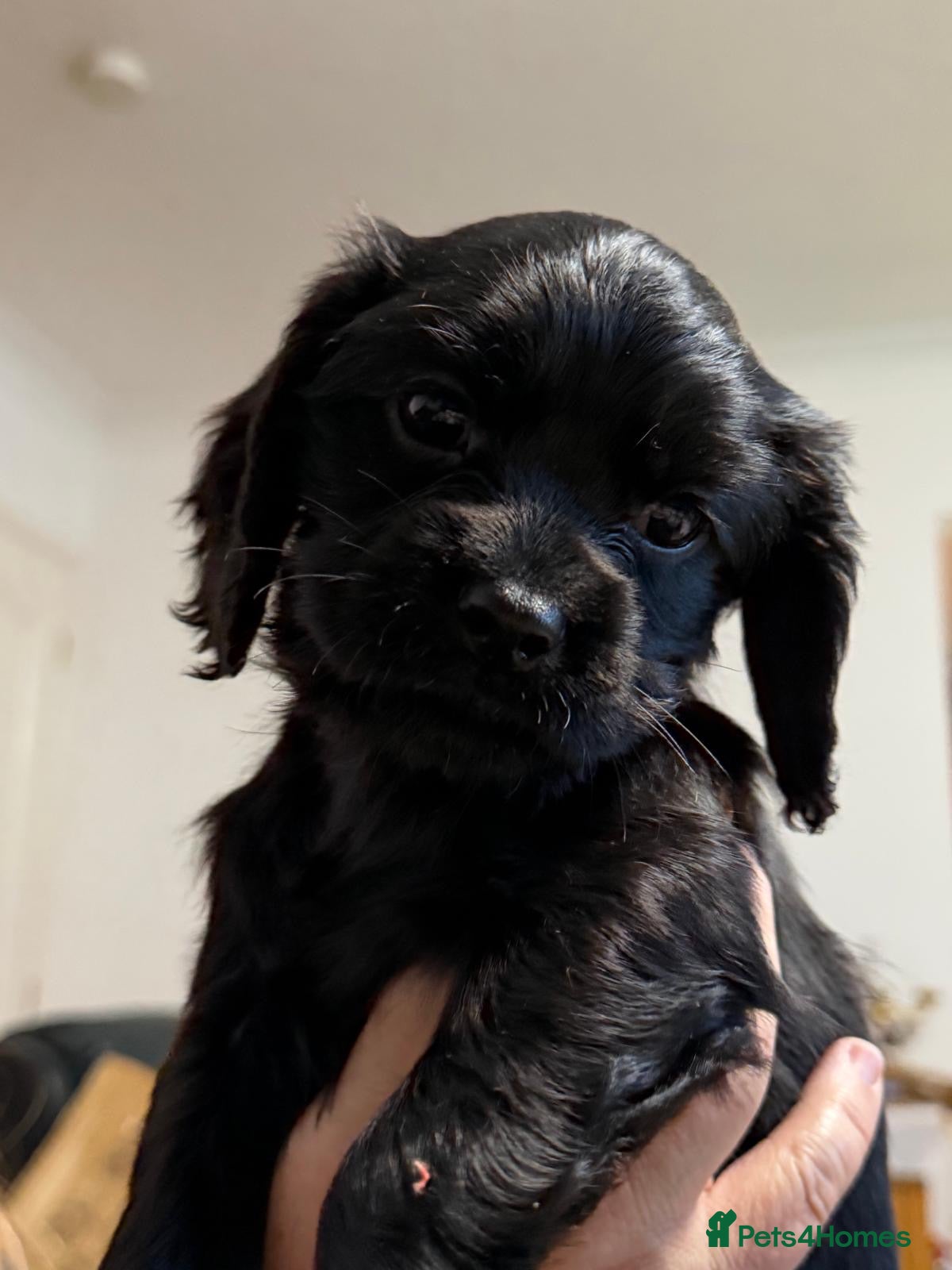 Cockalier dogs Cocker spaniel - Advert 2