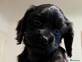 Cockalier dogs Cocker spaniel - Advert 1