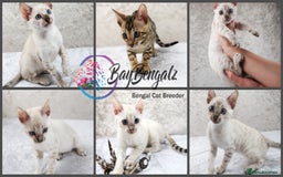 Bengal cats for sale: Champion line Superb Bengal Kittens  - Image 1