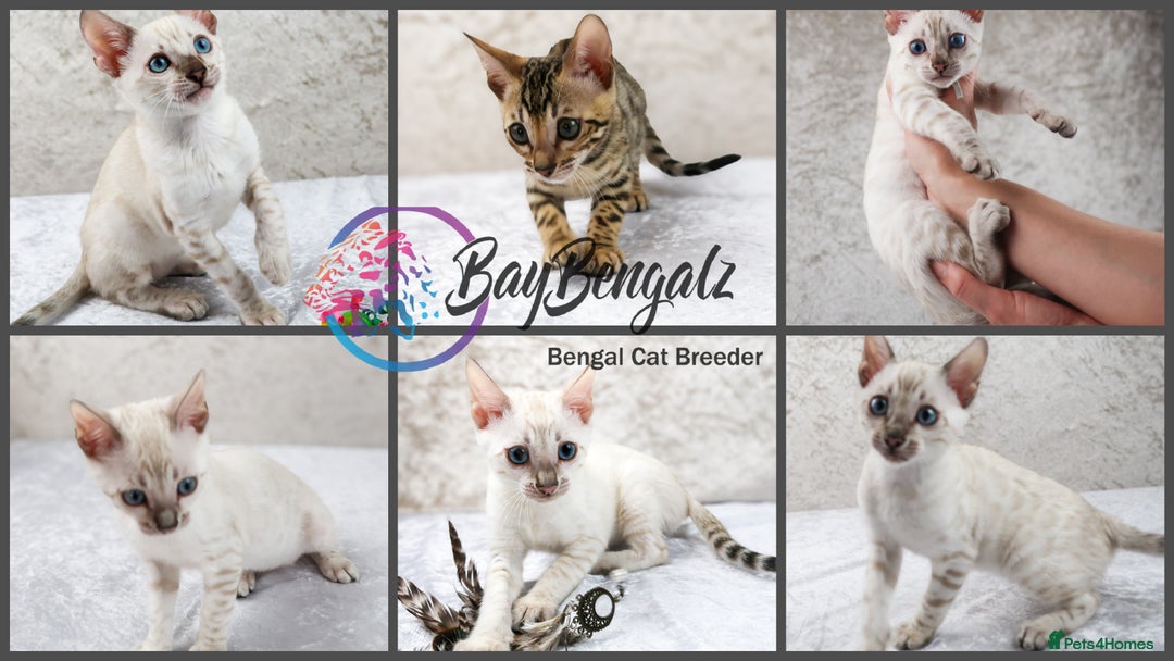 Bengal cats for sale: Champion line Superb Bengal Kittens  - Image 1