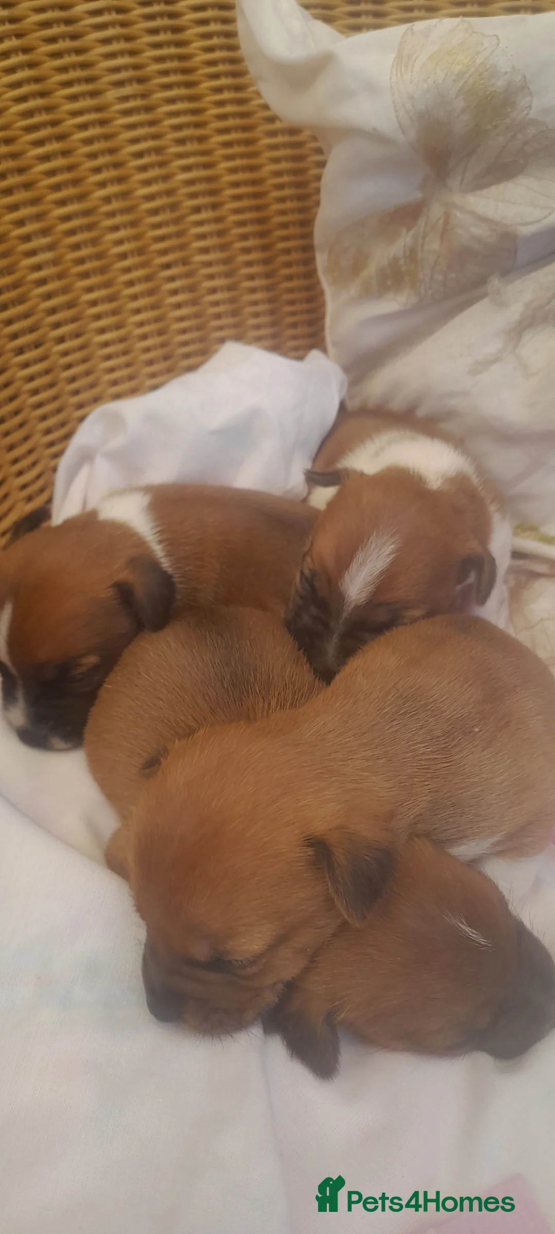 Plummer Terrier dogs for sale: Plummer terrier pups - Advert 2