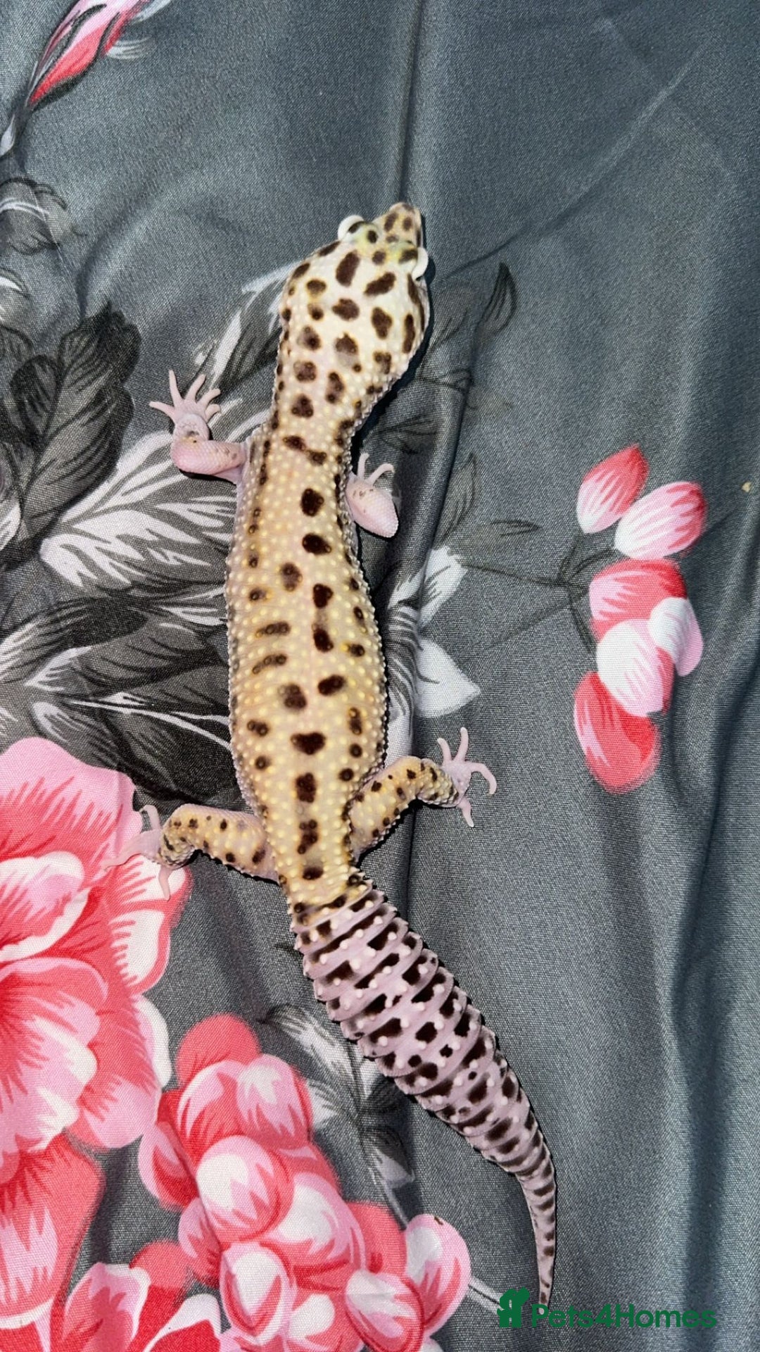 Gecko reptiles for sale: Breeding Adults Leopards and African Fat Tails  - Image 2