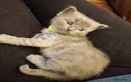 Ragdoll cats for sale: Ragdoll x BSH kittens (individually priced) - Image 14