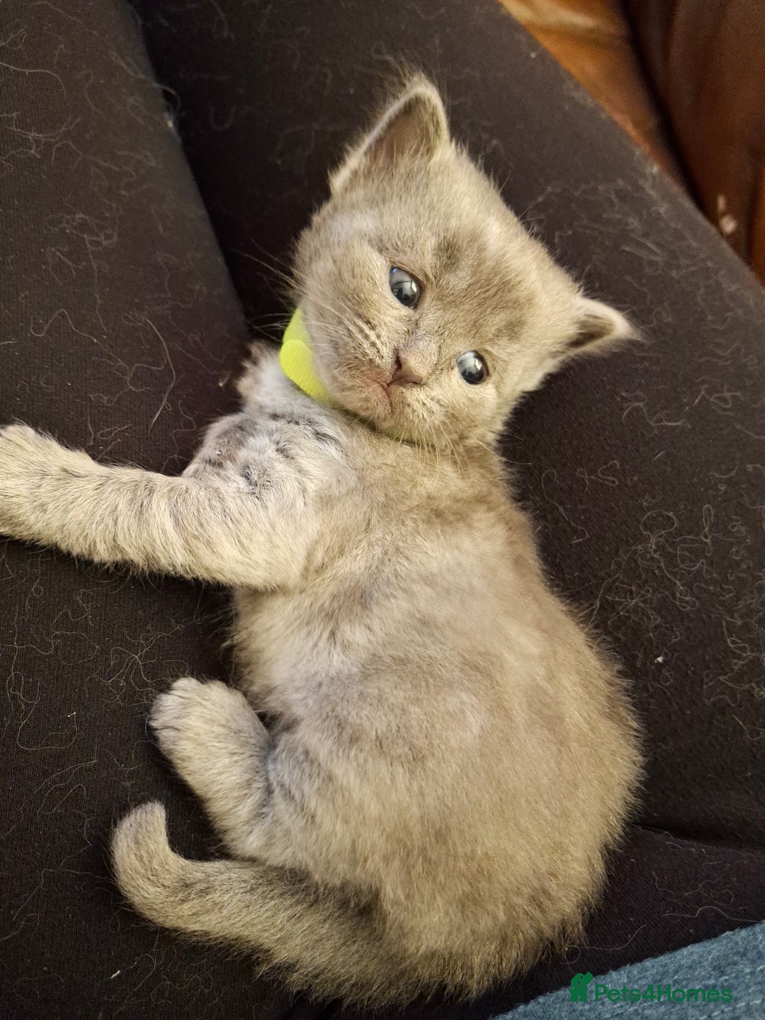 Ragdoll cats for sale: Ragdoll x BSH kittens (individually priced) - Image 14