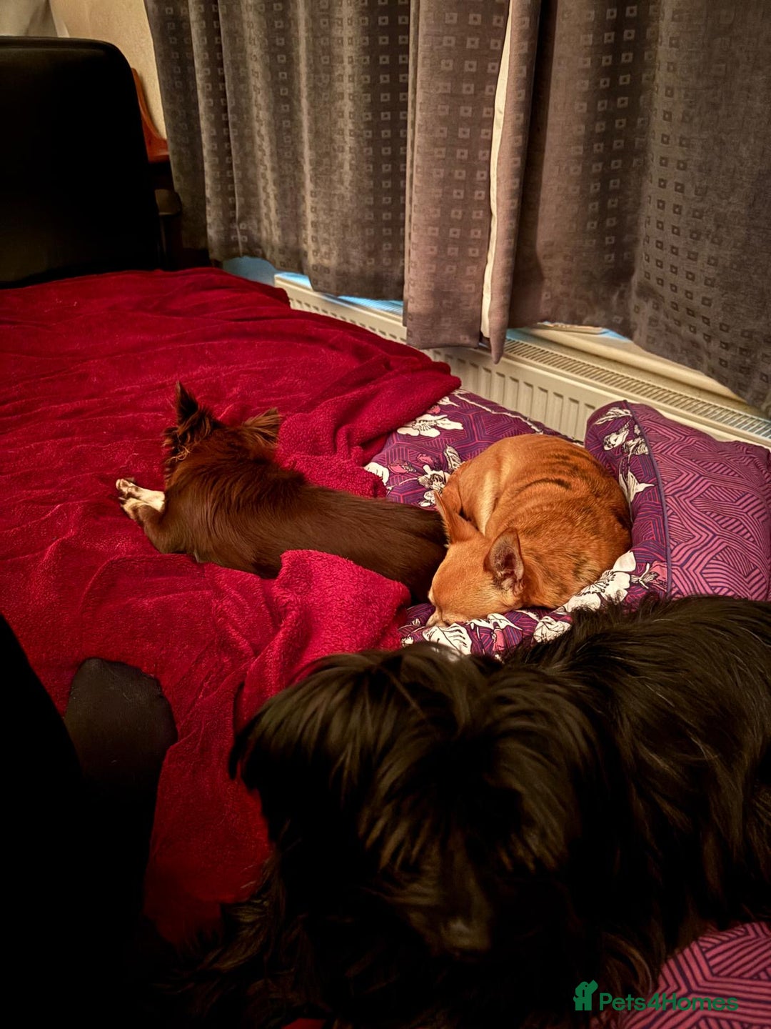 Chihuahua dogs for sale: Long haired tiny KC chihuahua girl - Advert 2