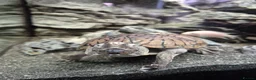 Turtle reptiles for sale: Loggerhead Musk Turtle - Advert 11