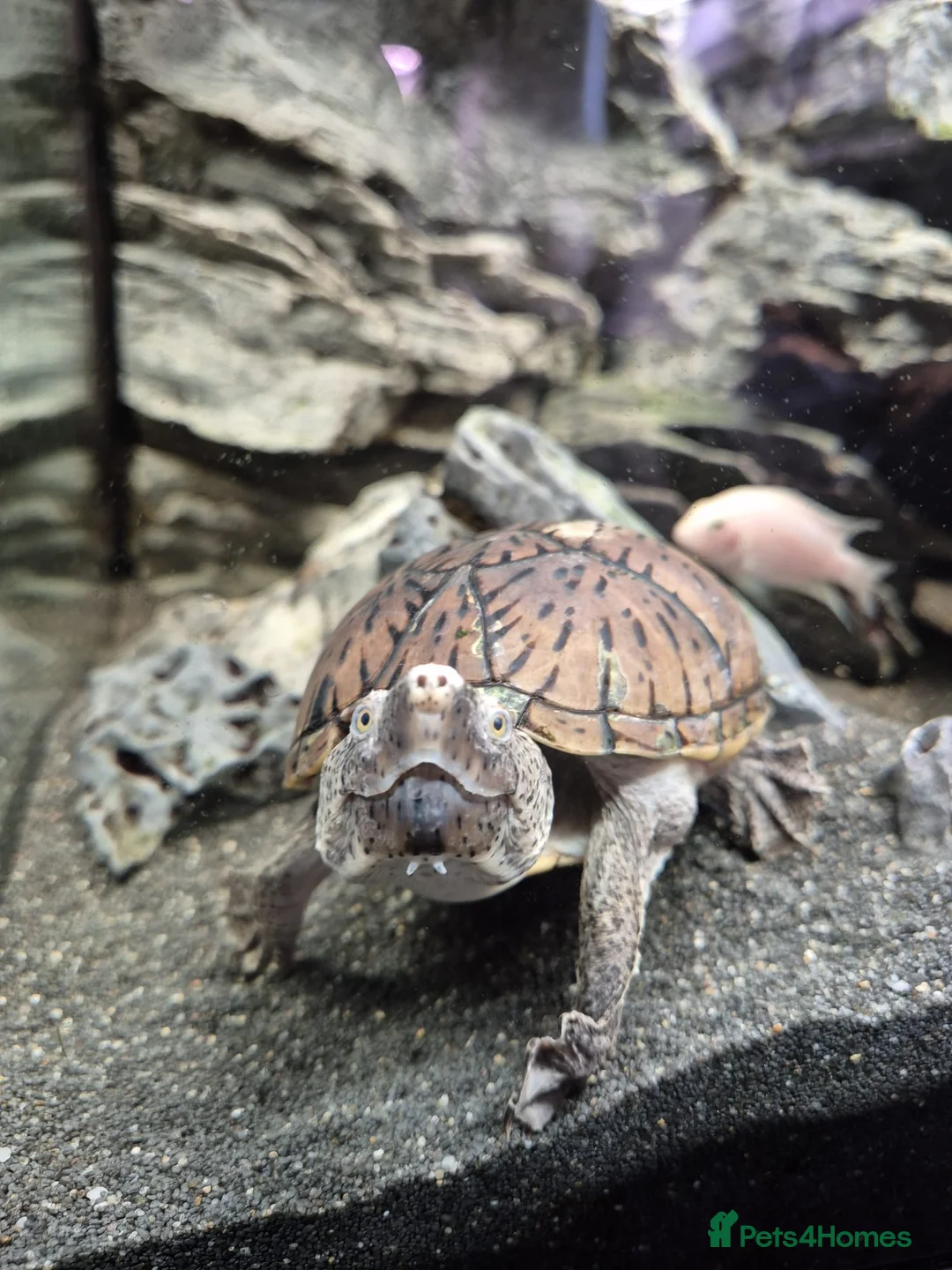 Turtle reptiles for sale: Loggerhead Musk Turtle - Advert 11