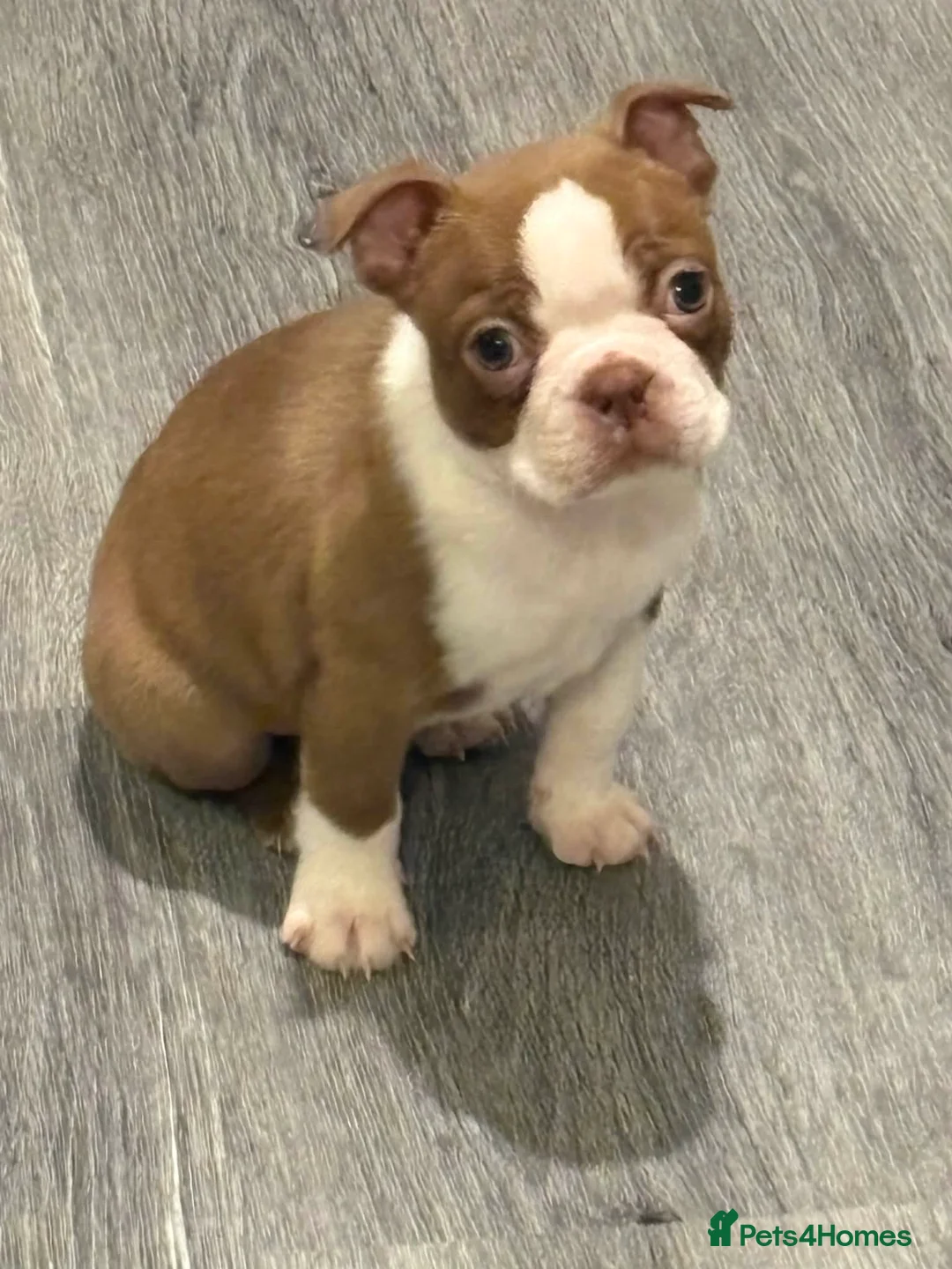 Boston Terrier dogs for sale: Stunning boston terrier puppies  - Advert 6