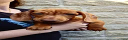 Miniature Dachshund dogs for sale: Beautiful Miniature Puppy Dachsung  - Advert 6